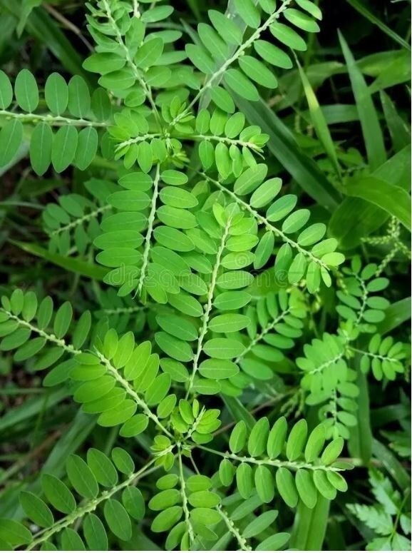 +25g Phyllanthus Niruri Chanca Piedra Stone Breaker Pure Dried Herb Gale of Wind