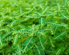 Dry Stone Breaker Phyllanthus Niruri Chanca Piedra Pure Natural Dried Herb 25g