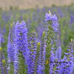 100 Seeds Veronica Spicata Spiked Speedwell Resistant Perennial Blue Flowers