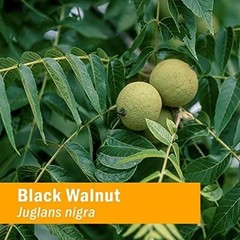 Organic Black Walnut Extract Drops for Cleansing – 1 Fluid Ounce Bottle