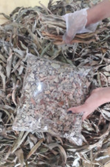 Insulin Plant Leaves Dried Thebu Costus Igneus Organic Natural Fresh Leaf Tea