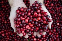 natural antioxidant – CONCENTRATED CRANBERRY 50:1 – detoxifying properties 1B