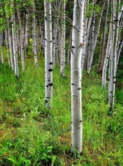 Aspen bark Organic Cut Dried Populus tremula 100g 200g 400g 450g from Carpathian