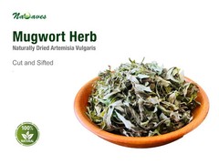 Bulk Buy 8oz – Naturally Dried Mugwort Herb – Artemisia Vulgaris, Cut and Sifted