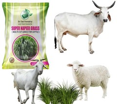 Super Napier Grass Seeds High Yield, Multi Cut Grass for Cattle – 250g/500g