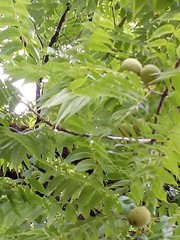 Organic Black Walnut Hull Dried Cut ~ Juglans Nigra ~ 100% Premium 8 ounces/8 oz