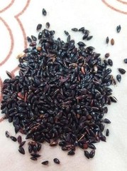 Super Napier Grass Seeds High Yield, Multi Cut Grass for Cattle – 250g/500g