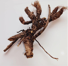 Osha Root 1oz (Ligusticum Porteri) Sustainably, ethically sourced
