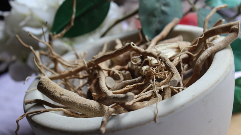 Wild Hydrangea Root – Whole Roots, 2025 Appalachian Mountains Wild Harvest