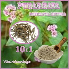 Natural PUNARNAVA 10:1 Boerhavia Diffusa