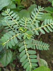 120g Phyllanthus Niruri Chanca Piedra Stone Breaker Pure Dried Herb Gale of Wind