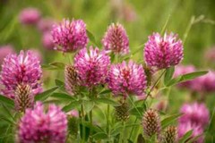 Wholesale!! Red Clover Herb Powder-4 oz, 1,2,3,4,5 lbs