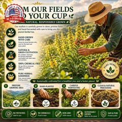 WOTIHA 65 Count Value Pack Premium Mullein Leaf Tea Bags – 100% Pure Natural Her