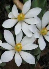 Bloodroot Powder – Appalachian Mountains Wild Harvest