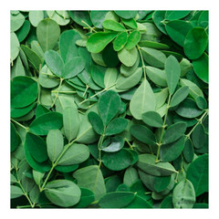 Organic Moringa Leaf Oleifera Capsules Natural Pure 100% Superfood Health