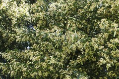 LINDEN LEAF & FLOWER Extract Organic Anxiety Gastrocardiac Heart FOLK Tincture ~