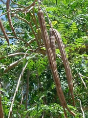 Moringa Oleifera Seeds (Semillas Moringa) WT: 1 Lb, 2 Lbs, 5 Lbs, 10 LBS