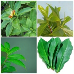 Insulin Plant Costus Igneus Fiery Costus Spiral Flag Plant Leave Ground Powder