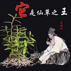 顶級铁皮石斛 Top Grade Dendrobium Officinale 铁皮石斛/霍山石斛 Free Shipping-USA Wholesale