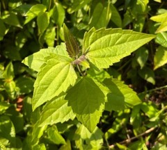 Dried Mexican Dream Herb Calea Zacatechichi Lucid Herbal Organic Tea Leaves