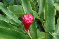 100 Seeds Zingiber Officinale Ginger Root Perennial Herbaceous Useful Plants