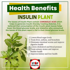 100% Organic Dried Insulin Plant Leaves ( Costus Igneus ) Thebu Leaf Herbal Tea