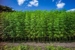 Organic cold pressed Golden Hemp seed oil. 1 Gallon, Fresh & Nutty Flavor