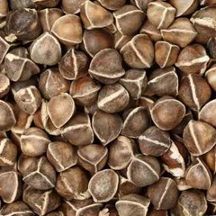 Moringa Seeds for Planting | Non-GMO from India Very Fresh | Bulk