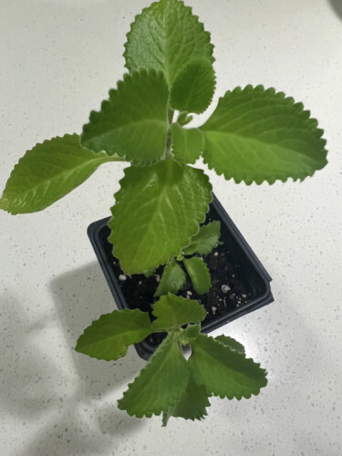2 Rau Tan Day la, Cuban Oregano Mexican Mint Spanish Thyme plant 5 to 7 Inches