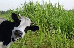 Super Napier Grass Seeds High Yield, Multi Cut Grass for Cattle – 250g/500g