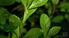 WholeSALE!! Green Tea Leaf PREMIUM Powder-4 oz, 1 lb.