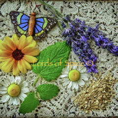 Stress Relief and Relaxation Blend – Calming Herbal Tea for Anxiety Sleep USA