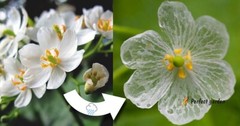 5 Seeds Diphylleia Grayi Skeleton Flower White Crystal Petals Perennial Plants