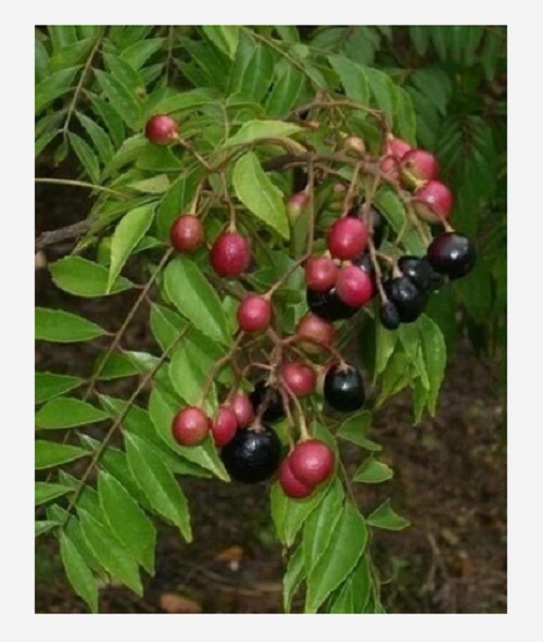 20 unit CreativeFarmer OCurry leaves Plant Seed Kari Patta Seed ORGANIC