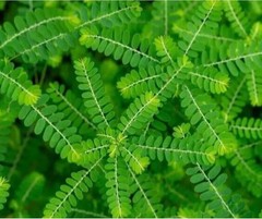 70g Phyllanthus Niruri Chanca Piedra Stone Breaker Pure Dried Herb Gale of Wind