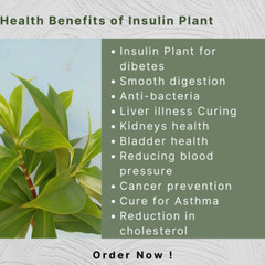 Insulin Plant Costus Igneus Fiery Costus Spiral Flag Plant Leave Ground Powder