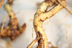 WHOLESALE!! WILD HYDRANGEA ROOT CUT/SIFTED NON-GMO BULK HERB TEA-1,2,3,4,5 LBS