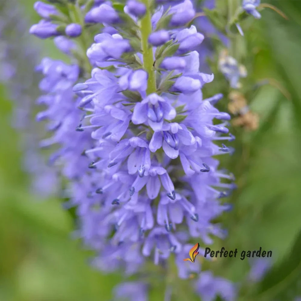 100 Seeds Veronica Spicata Spiked Speedwell Resistant Perennial Blue Flowers