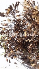 Mexican Dream Herb 50Pcs Seeds Calea Zacatechichi Lucid Dream Herbal Plant