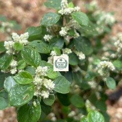 Aerva Lanata Polpala Dried Herbal Tea Organic Kidney Detox Drink Ceylon Remedy
