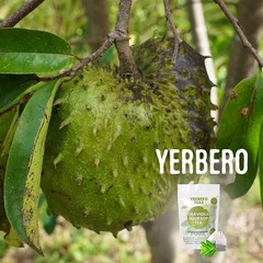 120+ Whole Wildcrafted Soursop Leaves 1.05oz – Culinary Delight Awaiting You