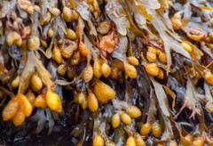 Bladderwrack Seaweed | Whole or Powder 1/ 4 / 8oz | Natural Iodine & Thyroid Aid