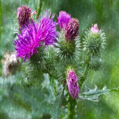 MILK THISTLE With Absolutely No Additives Extra High Potency 100 Veg Capsules
