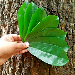 400+ ORGANIC Dried Soursop Leaves Herbal Tea Annona Hojas De Guanabana Graviola