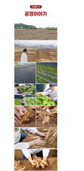 NEW KOREA NO.1 Korean 6 Years Red Ginseng Extract 365 Stick, 100Pcs