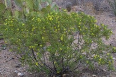 Creosote Bush (Larrea tridentata) Fresh leaves and twigs -8 oz- chaparral