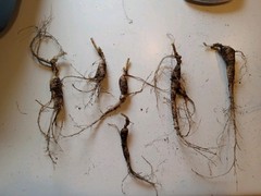 Wild New York Catskill Mountain Region Ginseng Root 28.4 Grams Fresh ..
