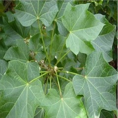 70g Dried Jatropha Curcas Leaf Powder Green 100% Natural Raw Botanical Sri Lanka