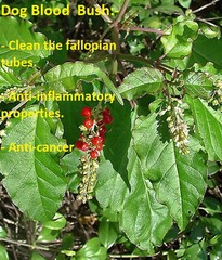 Rivina Humilis Dog blood bush & Blue Vervain Tea bags