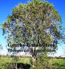 5 BAG DEAL – Gumby Gumby 500 Capsules | Buy 4 Get 1 FREE | Pittosporum